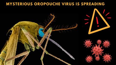 country that starts with v|Mysterious Oropouche virus is spreading: what you should know.